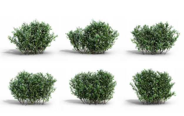 六款3D渲染的冬青小树丛灌木丛绿植观赏植物202877免抠图片素材