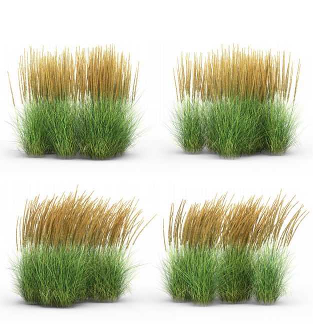 四款3D渲染的蒲苇羽毛芦苇草草丛园艺绿植观赏植物510498免抠图片素材