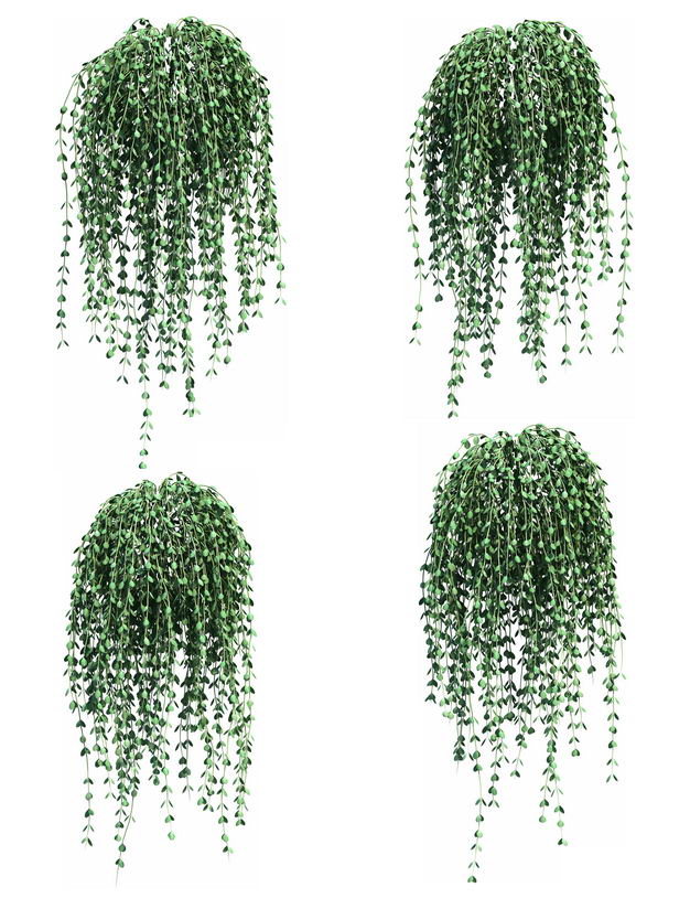 四款3D渲染的马蹄金吊兰绿植观赏植物469903免抠图片素材 生物自然-第1张