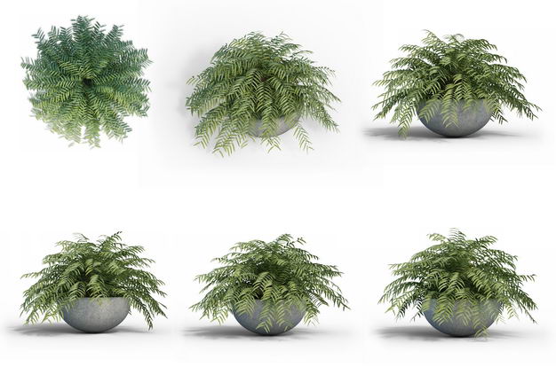 六款3D渲染的异叶南洋杉绿植观赏植物386721免抠图片素材 生物自然-第1张
