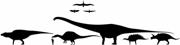 翼龙三角龙剑龙马门溪龙帆棘龙等常见恐龙和人类大小对比图4239885png图片免抠素材 生物自然-第1张