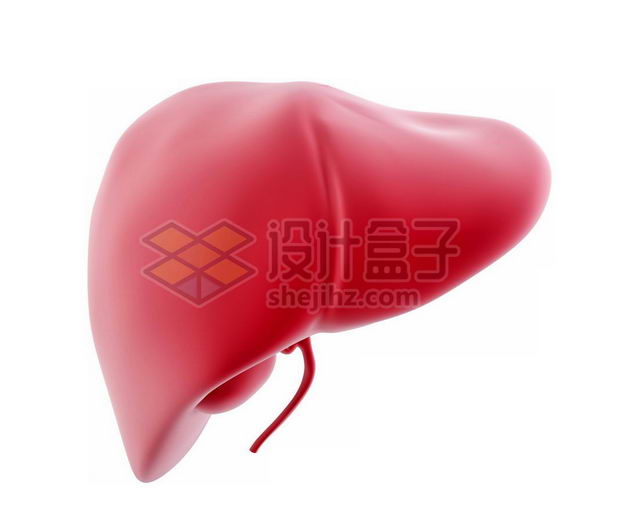 3D立体红色肝脏等内脏塑料人体模型7766021免抠图片素材 健康医疗-第1张