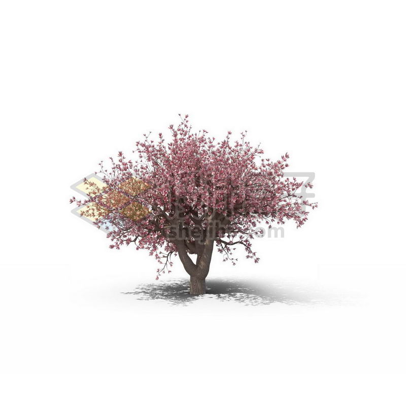 一棵粉红色的碧桃树景观树木大树9655717图片免抠素材 生物自然-第1张
