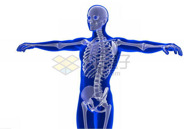 3d立体蓝色人体模型和张开双臂的人体骨骼骨架免抠图片素材 设计盒子