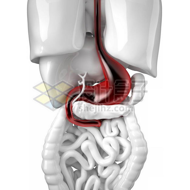 3D立体红色胃部和银色肺部肝脏大肠小肠等内脏塑料人体模型6474059免抠图片素材 健康医疗-第1张