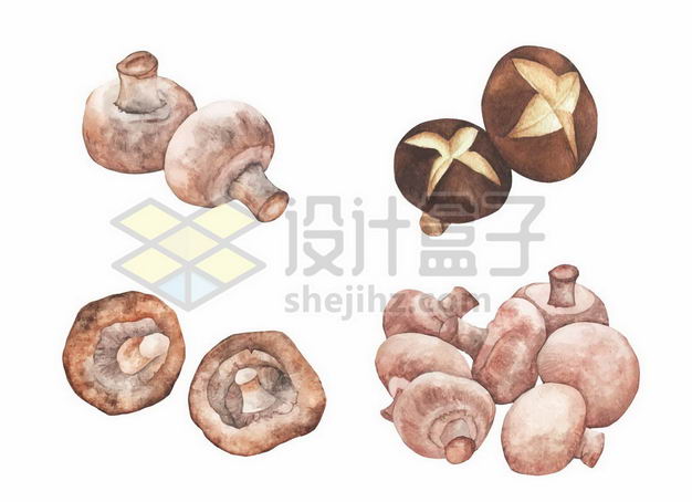 各种香菇蘑菇彩绘插画6593516png图片免抠素材 生活素材-第1张