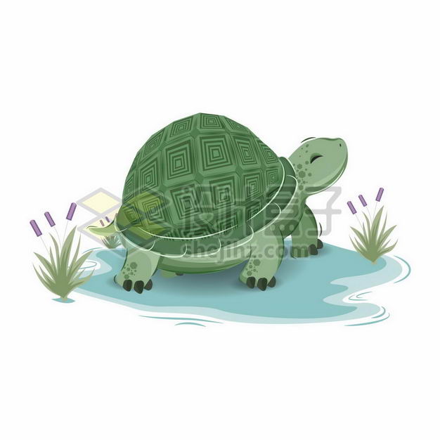 卡通乌龟绿毛龟手绘插画6175968png图片免抠素材 生物自然-第1张