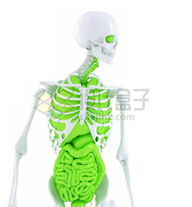 3D立体白色骨架绿色肺部心脏肝脏大肠小肠等内脏塑料人体模型7647456免抠图片素材 健康医疗-第1张