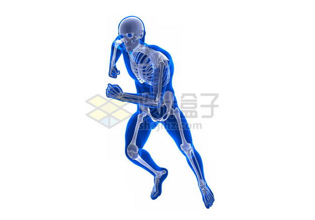 奔跑的3D立体人体骨骼骨架和蓝紫色人体模型7050148图片免抠素材 健康医疗-第1张