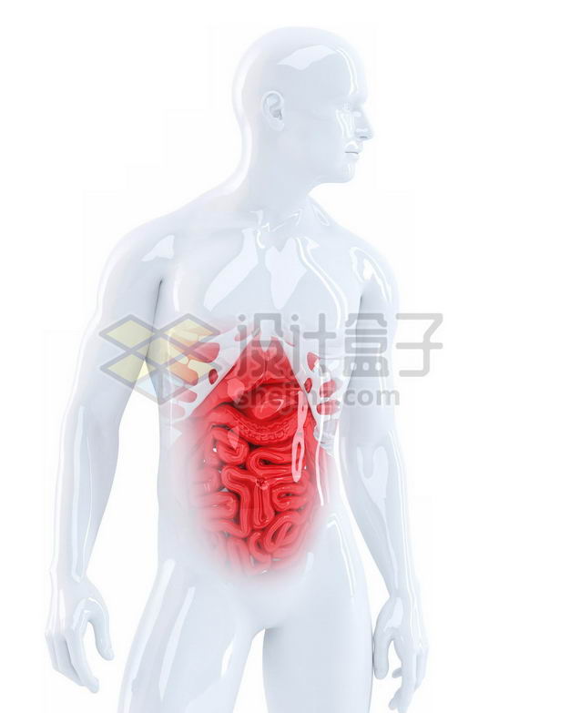 3D立体红色消化系统和白色心脏肺部肝脏大肠小肠等内脏塑料人体模型3180283图片免抠素材 健康医疗-第1张