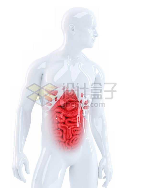 3D立体红色消化系统和白色心脏肺部肝脏大肠小肠等内脏塑料人体模型3180283图片免抠素材