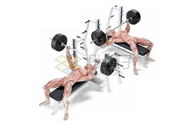 3D立体躺在哑铃凳上举重卧推的人体肌肉组织示意图9096249免抠图片素材 健康医疗-第1张