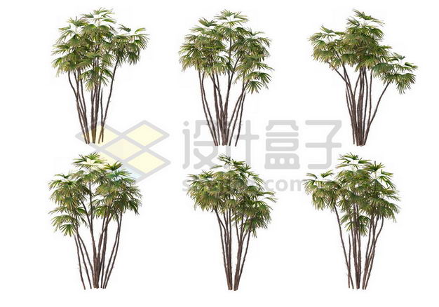 六丛郁郁葱葱的多裂棕竹绿植园林植被观赏植物9027914图片免抠素材 生物自然-第1张