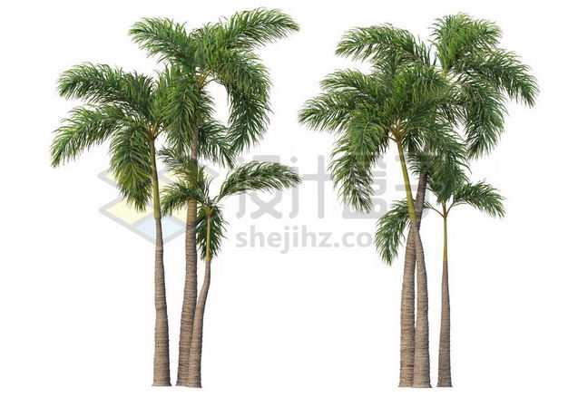 两棵郁郁葱葱的王棕大王椰子树绿植园林植被观赏植物3642656图片免抠素材