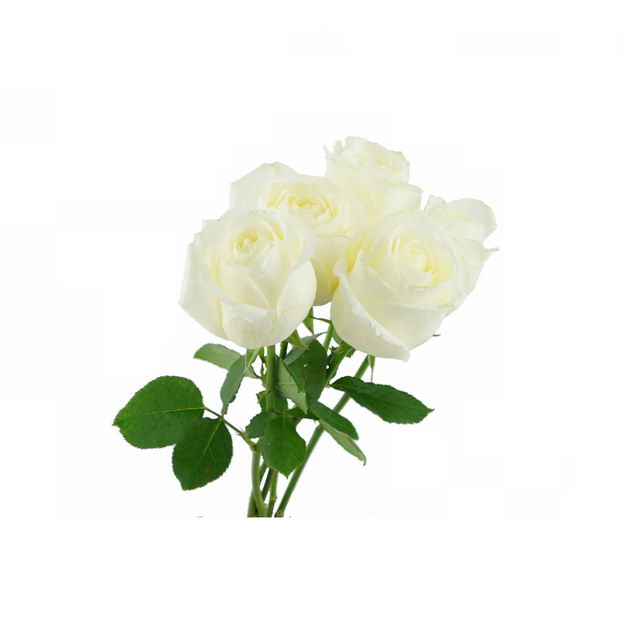 一束带叶子的白玫瑰花鲜花白色花朵592422png图片免抠素材 生物自然-第1张