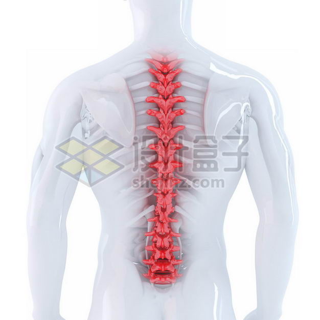 3D立体红色脊椎脊柱椎骨等内脏塑料人体模型2334999免抠图片素材 健康医疗-第1张