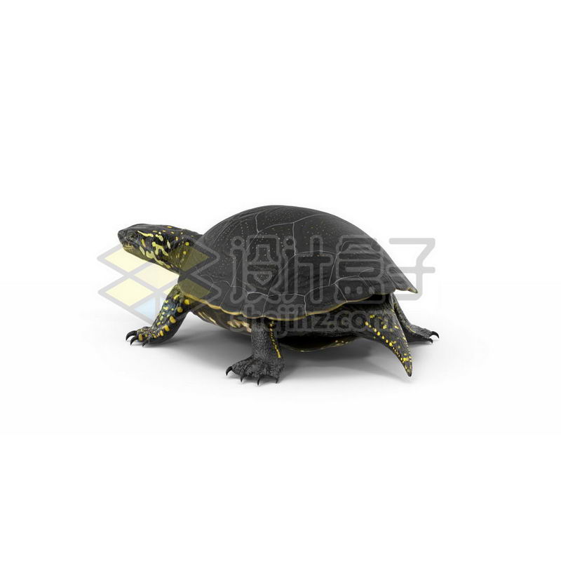 3D立体高清乌龟花龟小动物3603815图片免抠素材 生物自然-第1张
