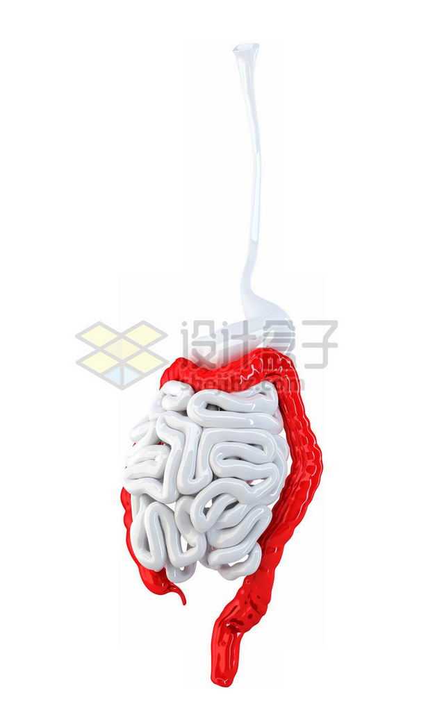 3D立体白色食道小肠和红色大肠等消化系统内脏塑料人体模型1103514免抠图片素材