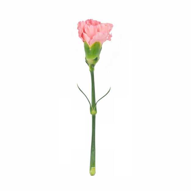 一朵带枝叶的康乃馨母亲节红色花朵723115png图片免抠素材