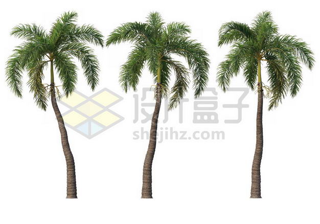 三棵郁郁葱葱的王棕大王椰子树绿植园林植被观赏植物4082915图片免抠素材 生物自然-第1张
