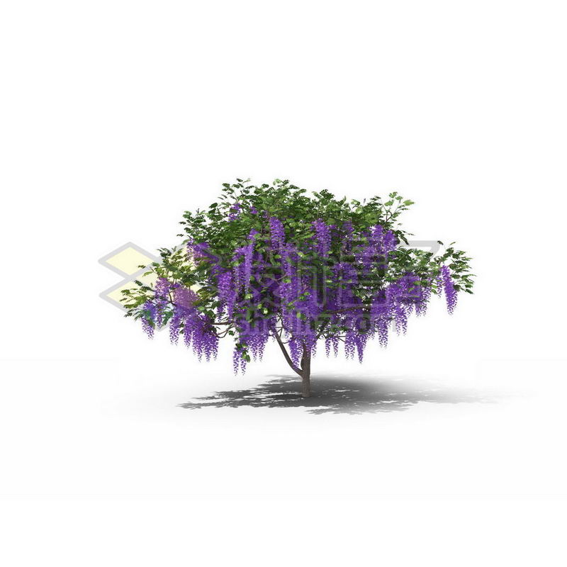 一棵春天夏天的紫藤景观树木绿色大树3704157图片免抠素材 生物自然-第1张