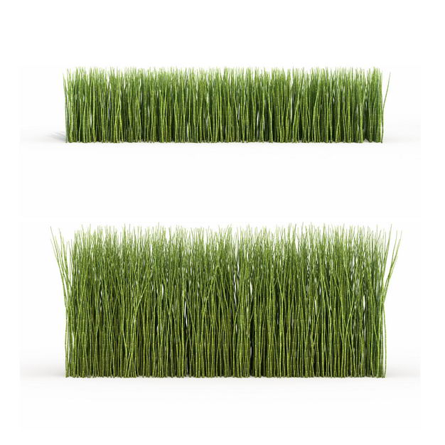 两款3D渲染的木贼观叶植物绿植观赏植物9552513png图片免抠素材 生物自然-第1张