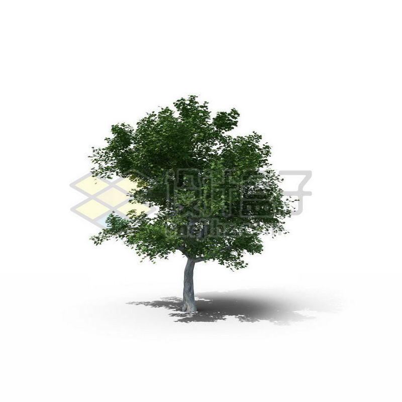 一棵春天夏天的枫杨树景观树木绿色大树1736293图片免抠素材 生物自然-第1张