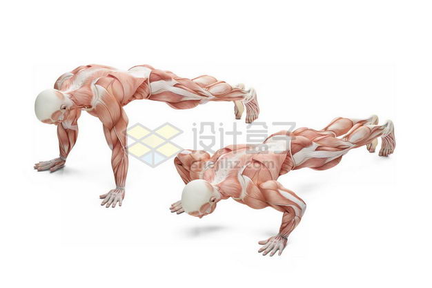做俯卧撑的男性人体肌肉模型全身肌肉组织解剖示意图4339897图片免抠素材 健康医疗-第1张