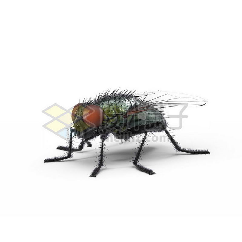 3D立体高清苍蝇小动物1197570图片免抠素材 生物自然-第1张
