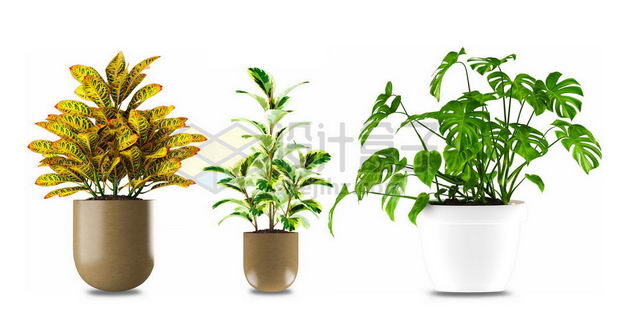 三款花盆中变叶木鱼尾葵龟背竹的室内观赏植物psd图片免抠素材 设计盒子