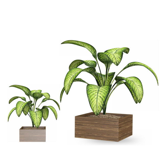 两款花叶万年青黛粉叶盆栽绿植观赏植物免抠图片素材 设计盒子