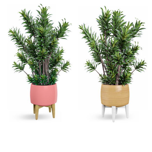 两款艺术风格花盆中的红豆杉盆栽植物观赏植物7674465免抠图片素材 生物自然-第1张