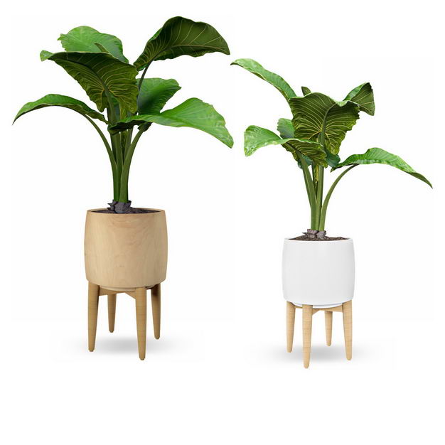 两款艺术风格花盆中的芭蕉树盆栽植物观赏植物免抠图片素材 设计盒子