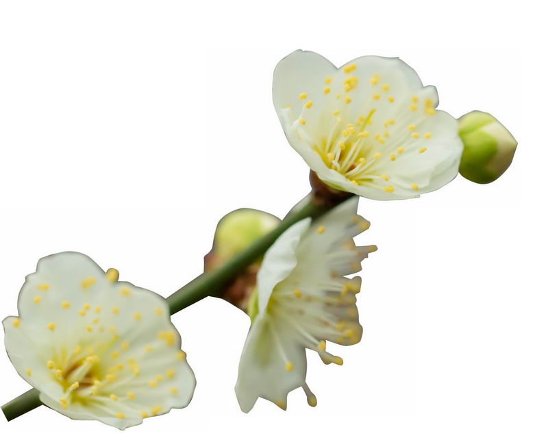 枝头上盛开的绿萼梅绿色梅花花卉花朵8217362png图片免抠素材 生物自然-第1张
