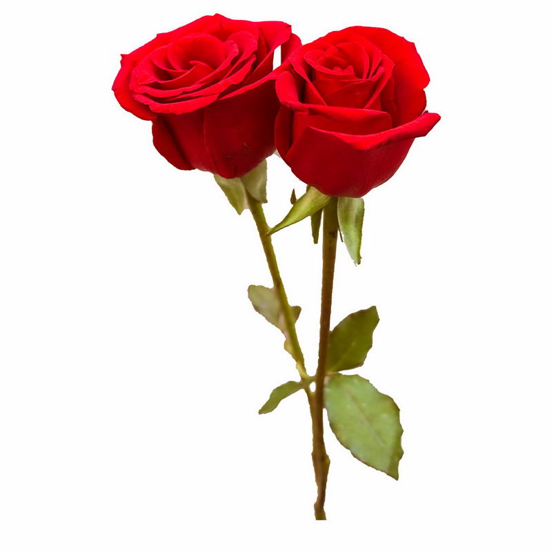 两朵红色的玫瑰花鲜花花卉花朵4919307png图片免抠素材 生物自然-第1张