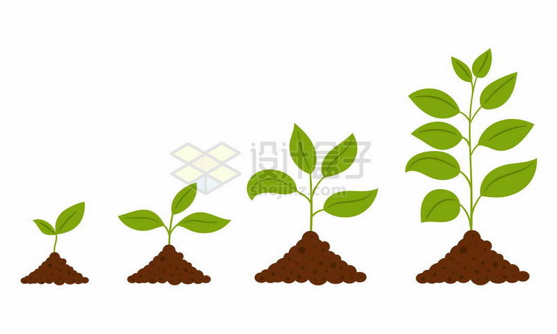 植物发芽过程图4508573矢量图片免抠素材 生物自然
