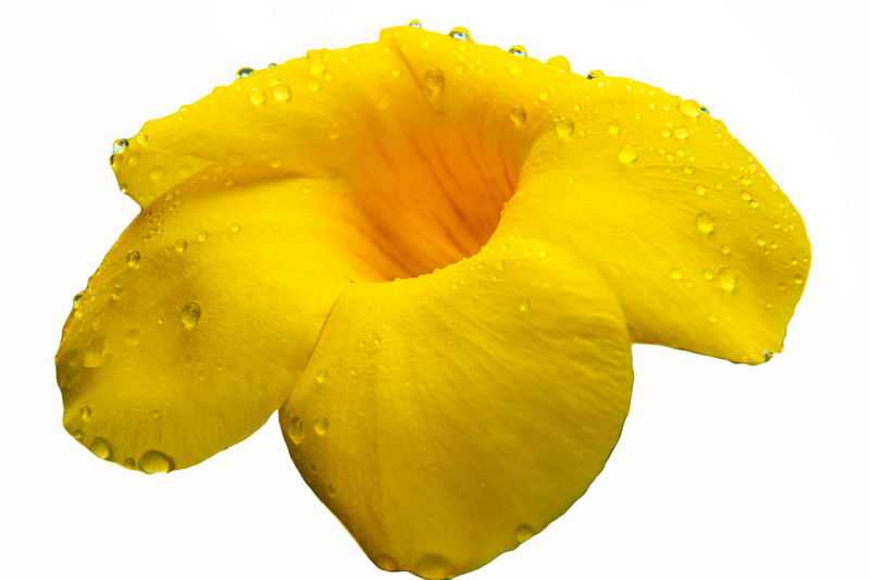 一朵黄婵黄蝉夹竹桃科植物美丽黄色花朵鲜花花卉8946472png图片免抠素材
