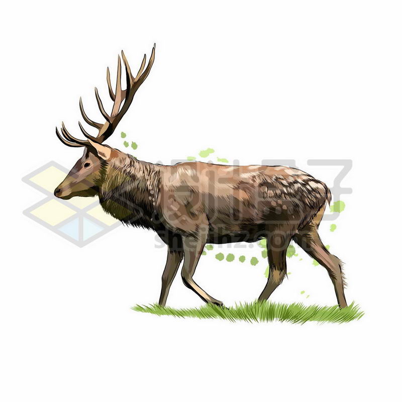 驯鹿之野生动物手绘插画7662215矢量图片免抠素材 生物自然-第1张