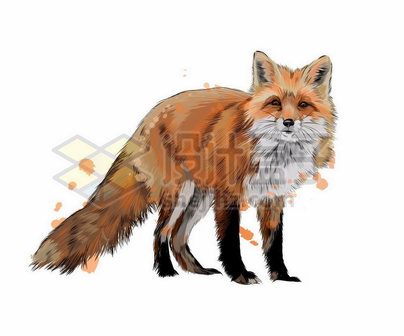 红狐狸之野生动物手绘插画9992663矢量图片免抠素材 生物自然-第1张