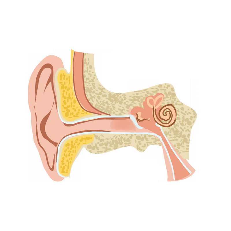 耳朵耳道耳蜗人体器官组织解剖图3087165免抠图片素材
