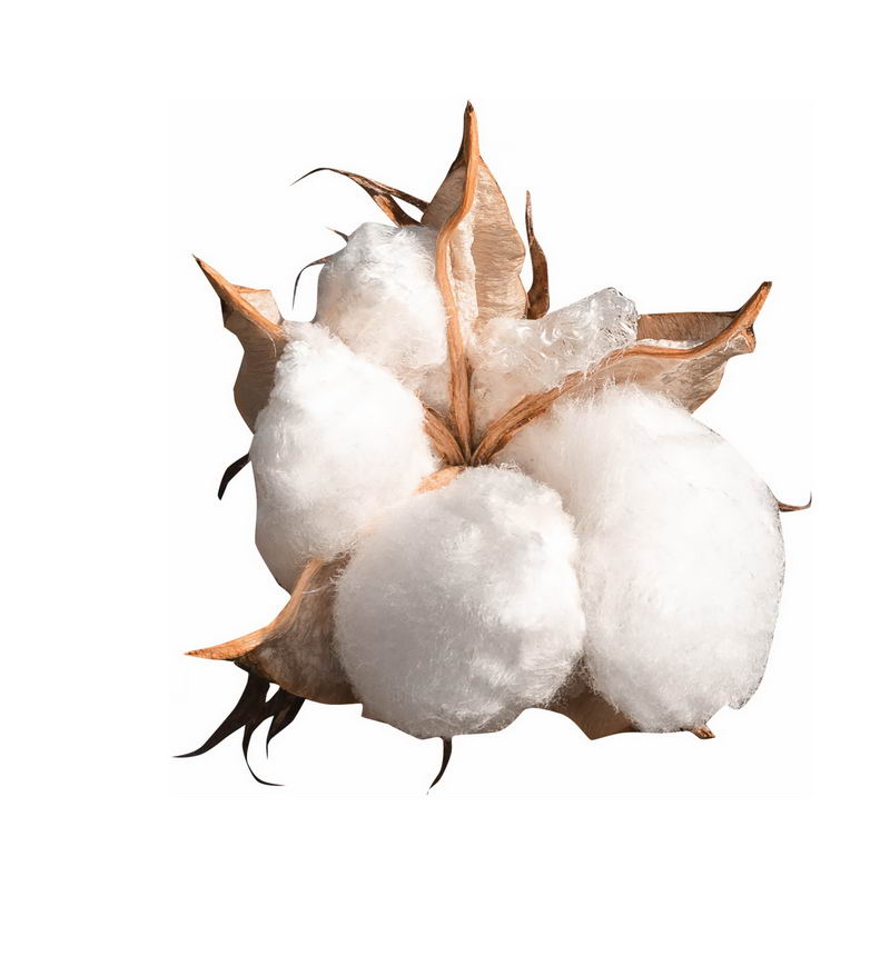 绽开的新疆棉花1916509png图片免抠素材 生物自然-第1张