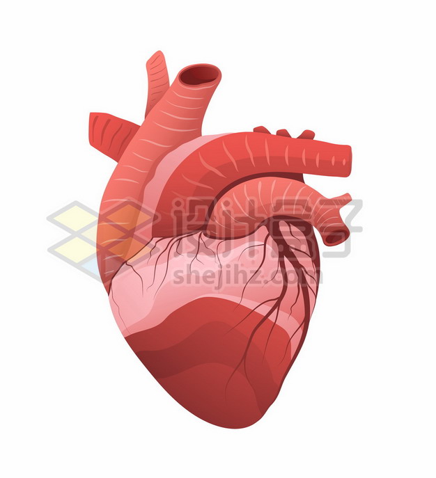 一颗红色的心脏人体器官组织1447049矢量图片免抠素材 健康医疗-第1张