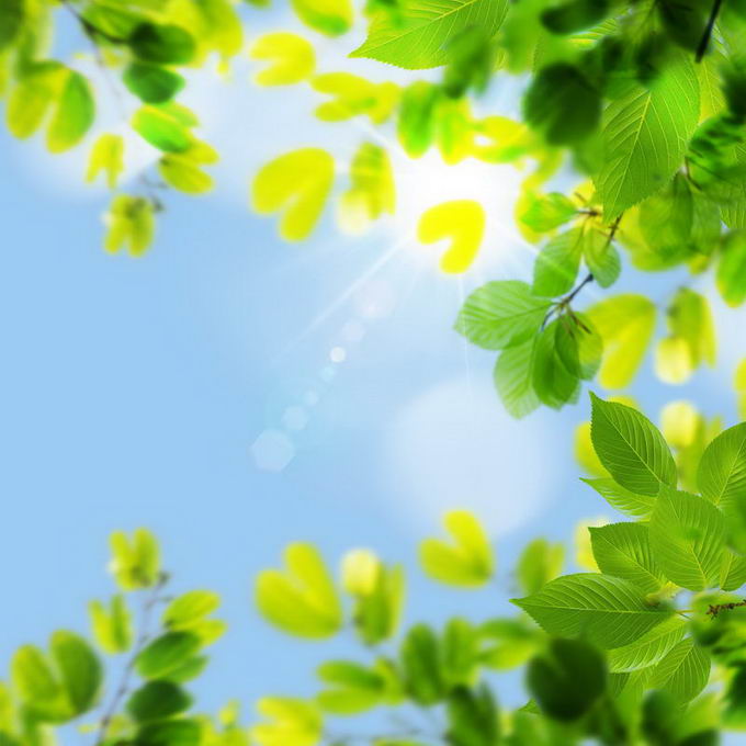 夏天夏日中午阳光照射下的树冠绿色树叶装饰边框3385937免抠图片素材