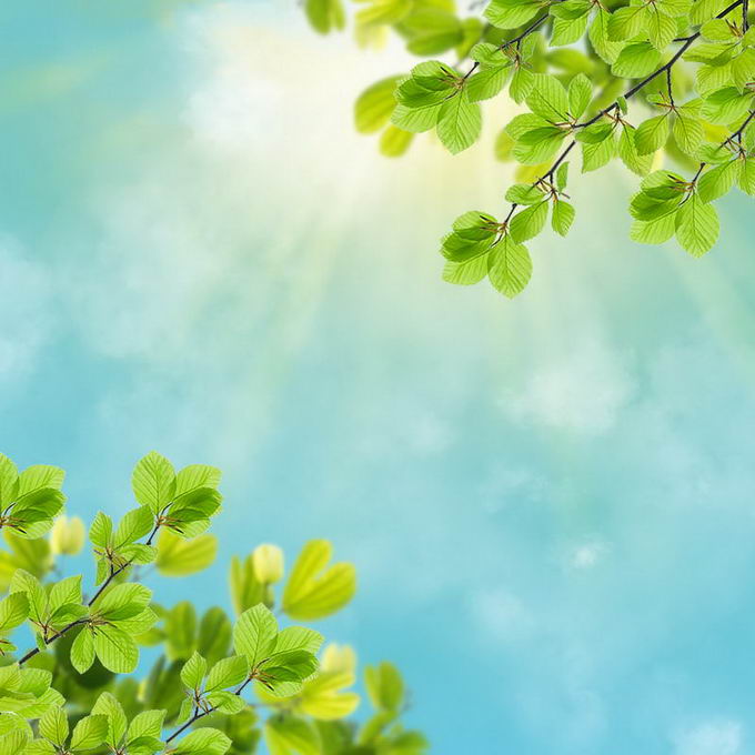 夏天夏日正午阳光照射下的树冠绿色树叶装饰边框4266621免抠图片素材