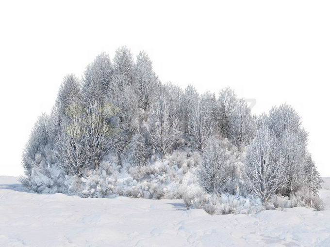 冬天厚厚积雪覆盖的树林森林风景7823039免抠图片素材免费下载 生物自然-第1张