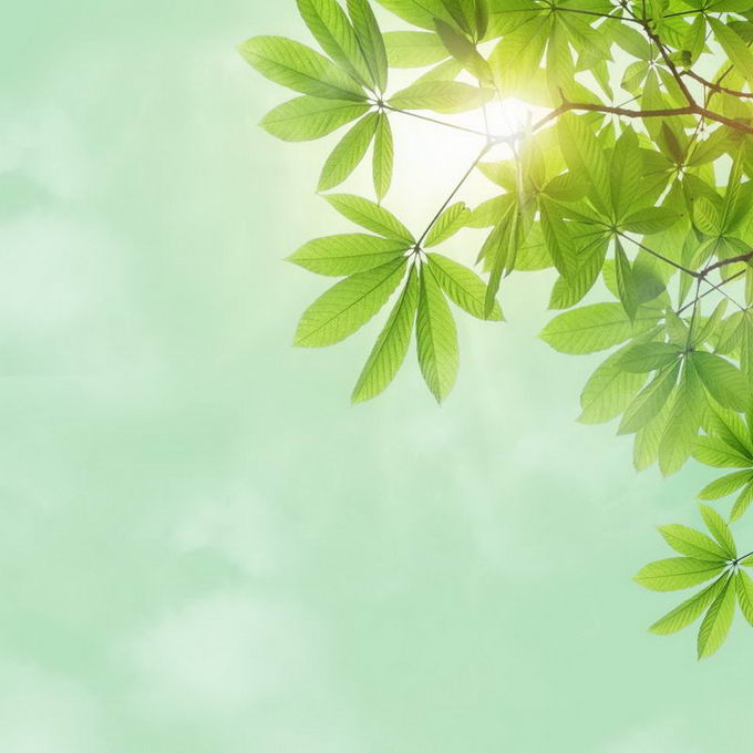 夏天夏日中午阳光照射下的树冠绿色树叶装饰边框5716270免抠图片素材