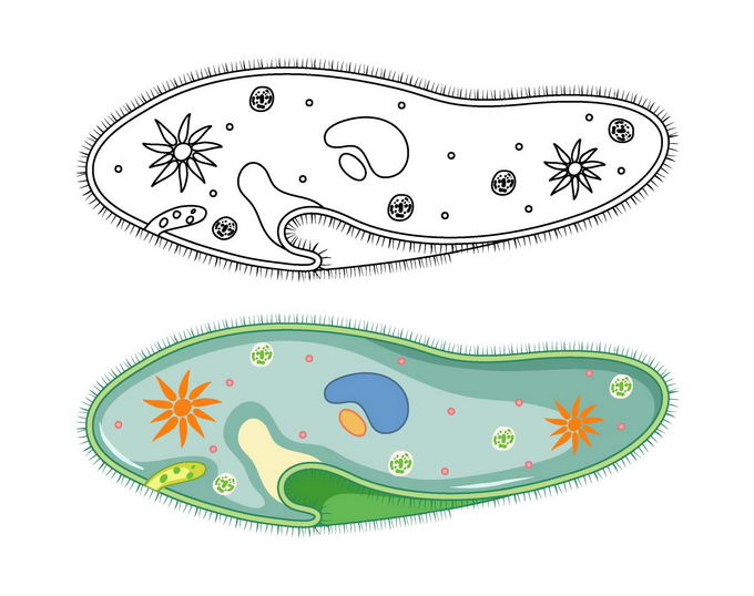 微生物手绘图片