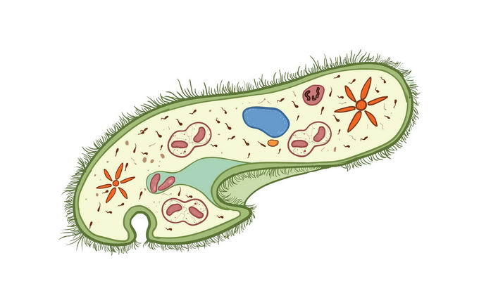 彩绘风格草履虫单细胞原生动物微生物9468146png免抠图片素材 生物自然-第1张