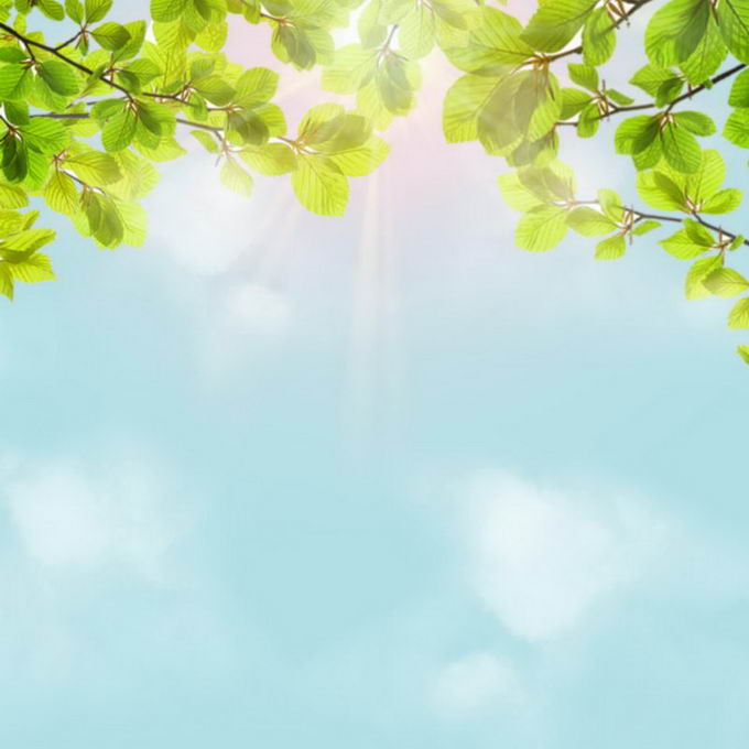 夏天夏日正午强烈阳光照射下的树冠绿色树叶装饰边框2754770免抠图片素材 生物自然-第1张