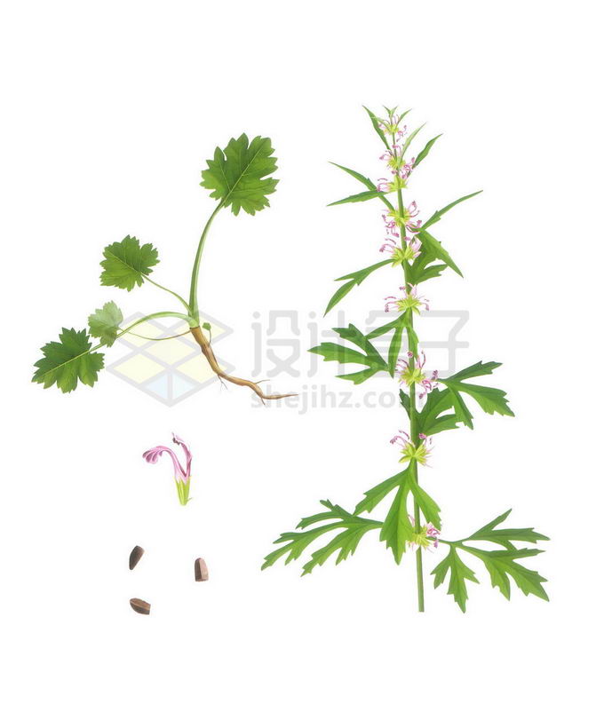 绿色的益母草中草药材和花朵种子3483666png免抠图片素材 生物自然-第1张